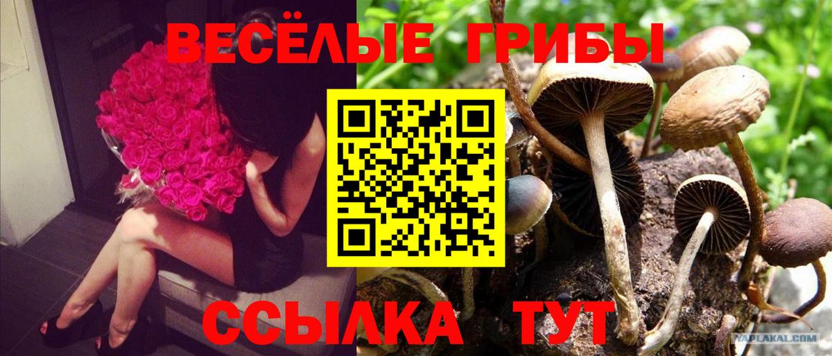 Сланцы  купить  сайты  Вход с VPN  Псилоцибиновые грибы мицелий  Псилоцибиновые грибы Psilocybe 